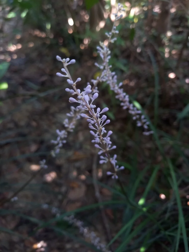 Liriope Spicata