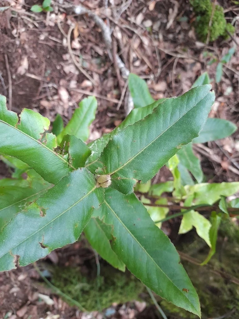 Eucryphia Cordifolia