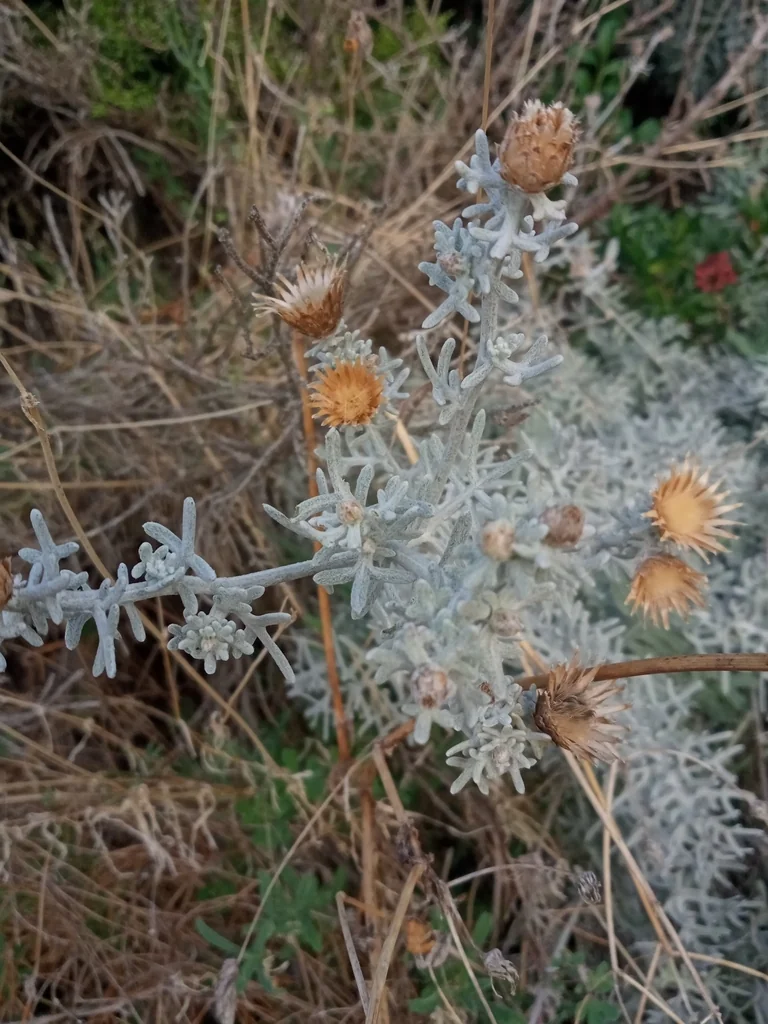 Centaurea Cineraria