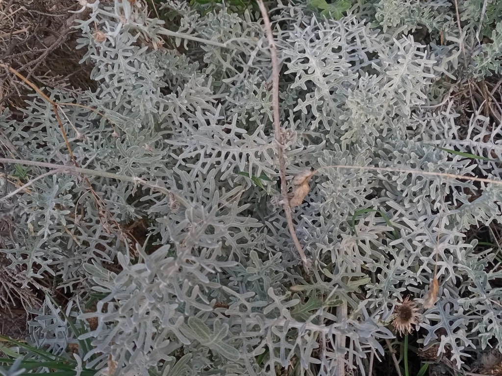 Centaurea Cineraria