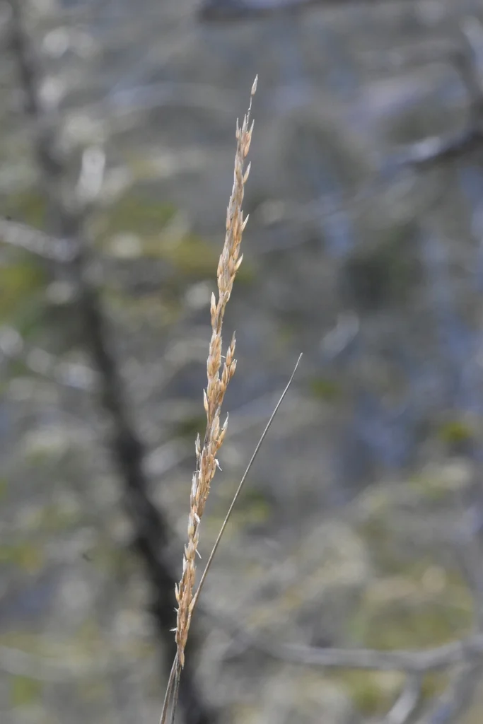 Calamagrostis Nutkaensis