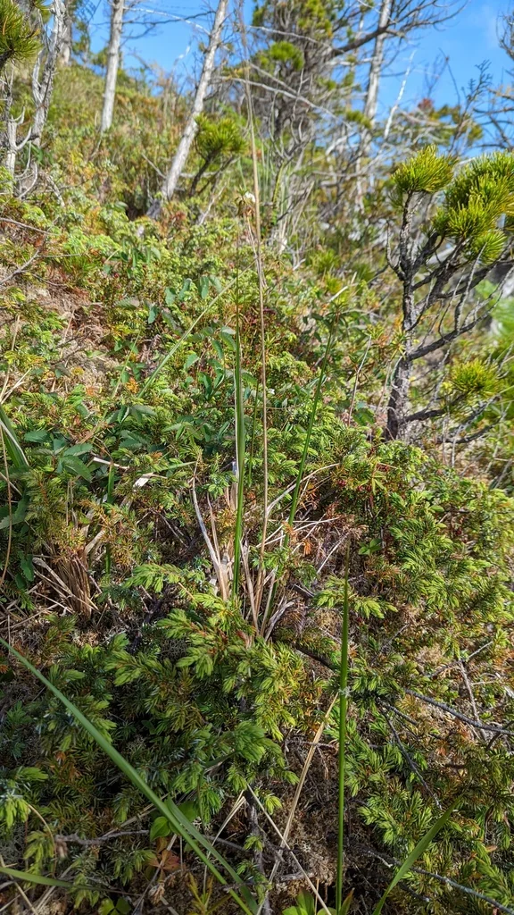 Calamagrostis Nutkaensis