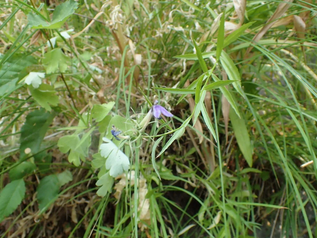 Lobelia Dunnii