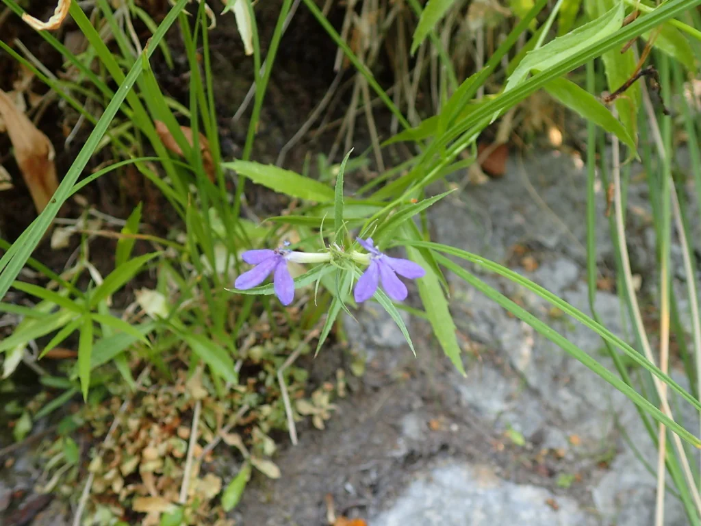 Lobelia Dunnii