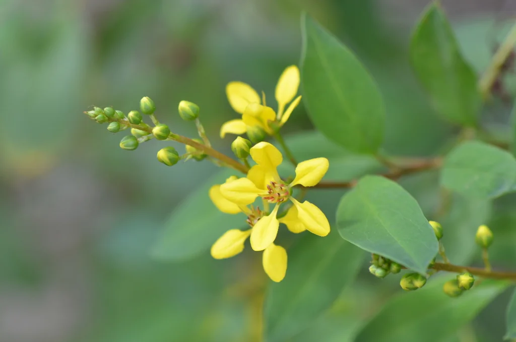 Galphimia Gracilis