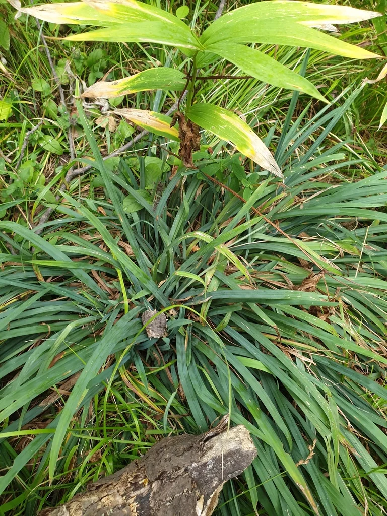 Carex laxiculmis