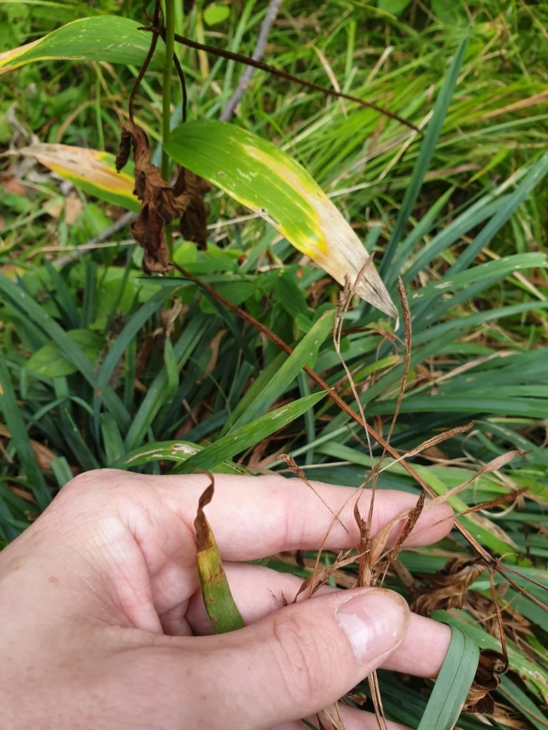Carex laxiculmis