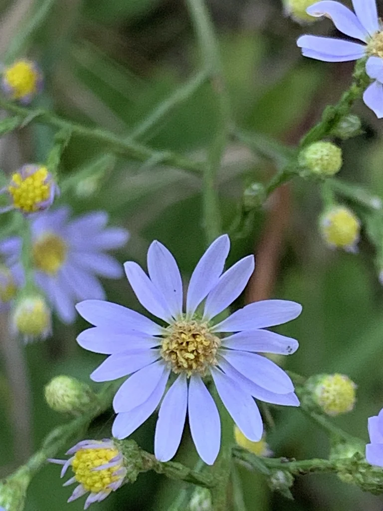 Symphyotrichum Oolentangiense
