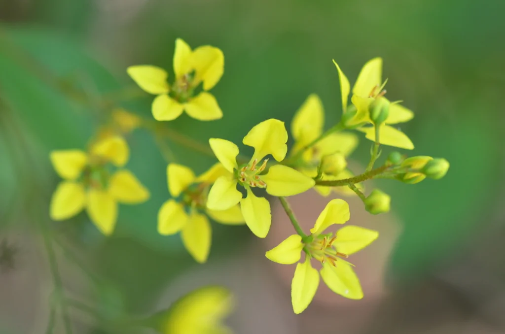 Galphimia Gracilis