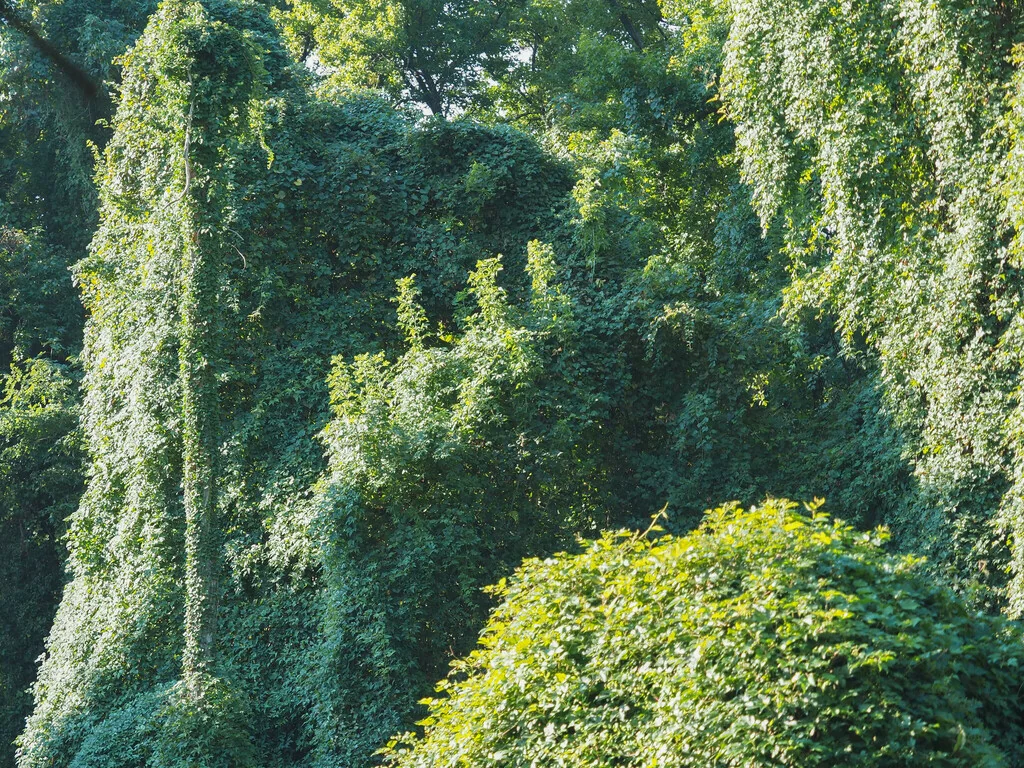 Ampelopsis Brevipedunculata
