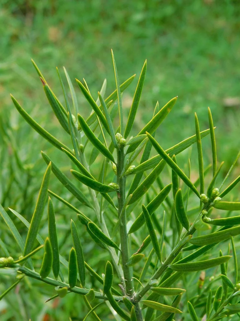Afrocarpus Falcatus