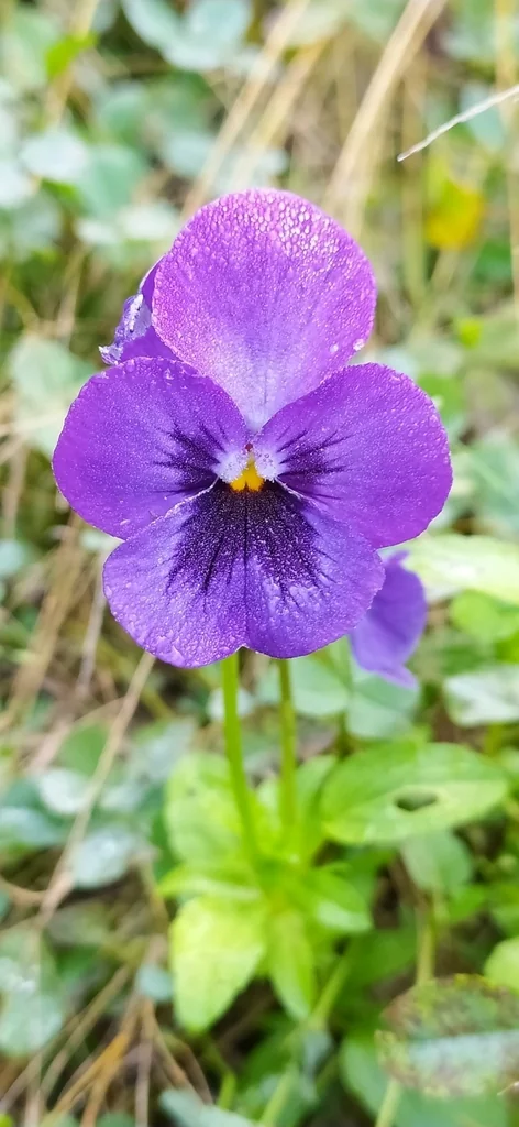 Viola X Wittrockiana