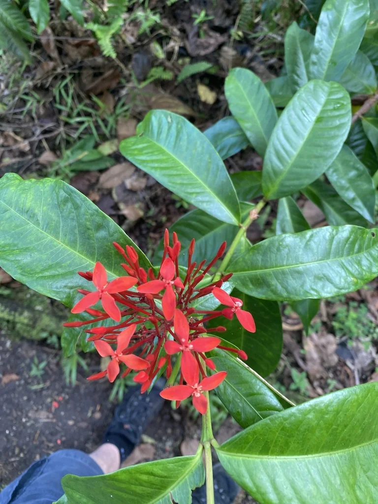 Ixora Coccinea