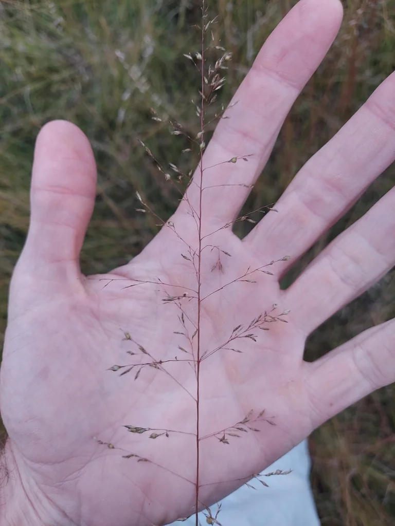 Sporobolus Heterolepis