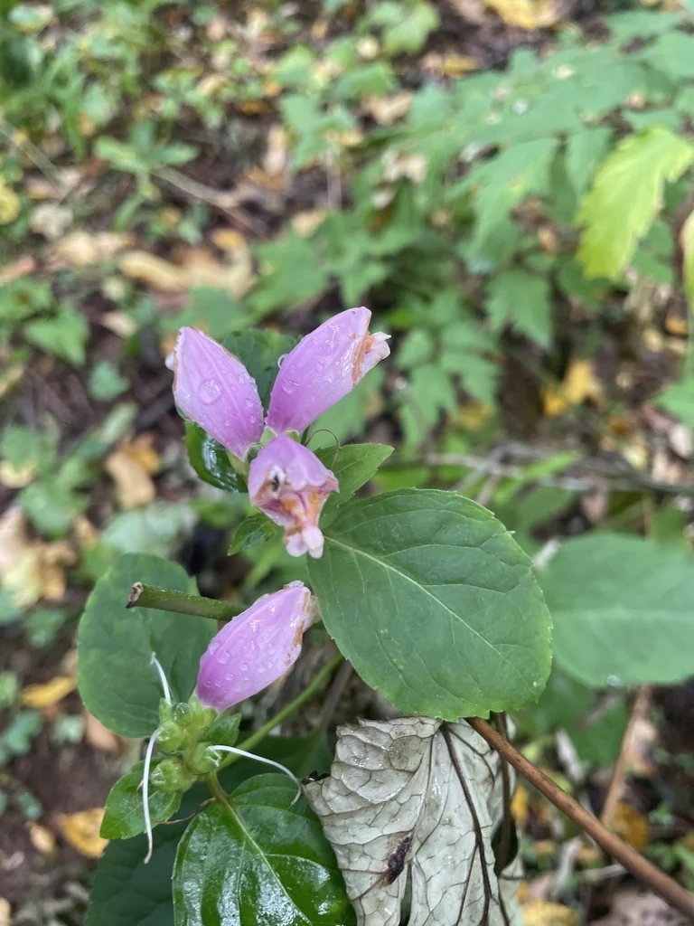 Chelone Lyonii