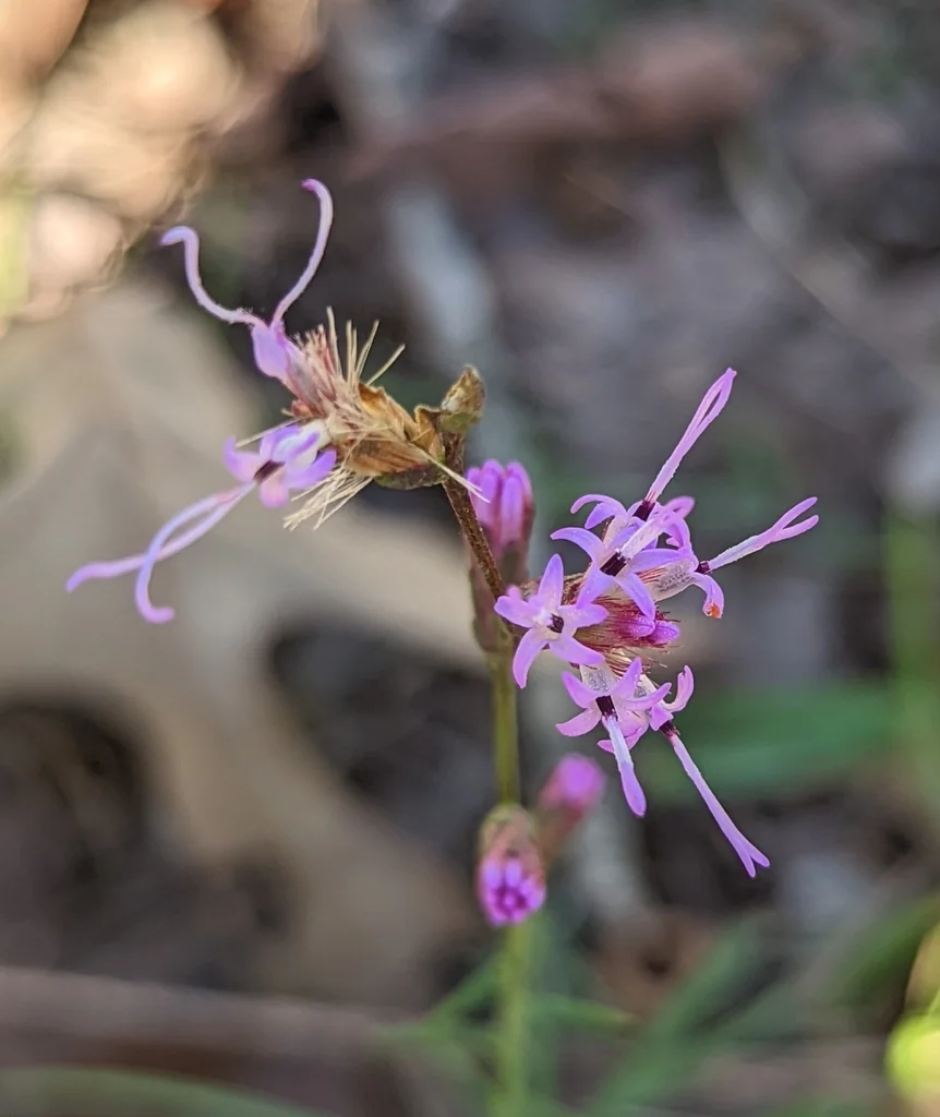 Liatris Microcephala