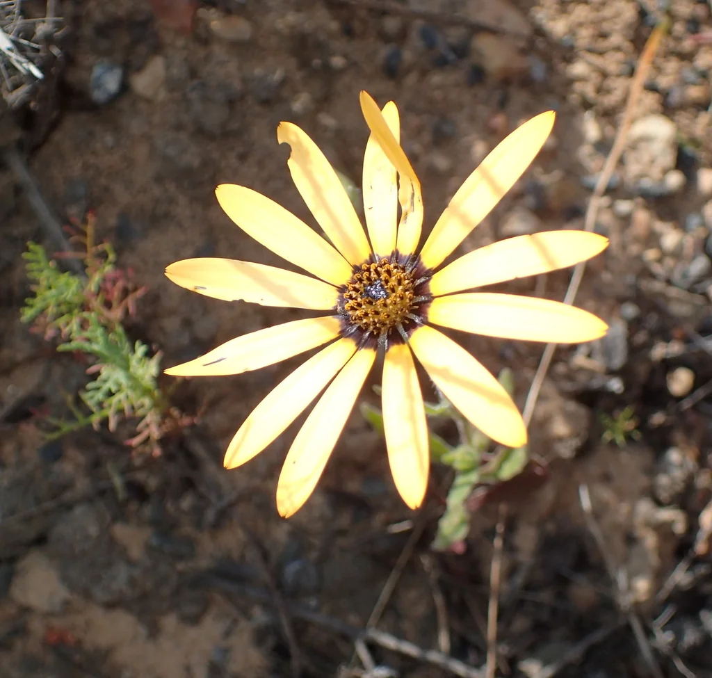Dimorphotheca Aurantiaca