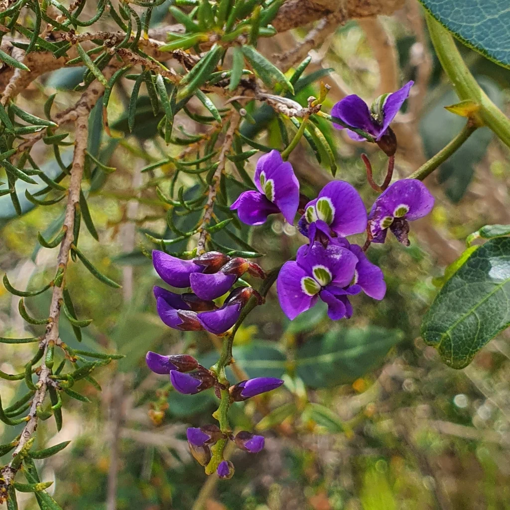Hardenbergia Comptoniana