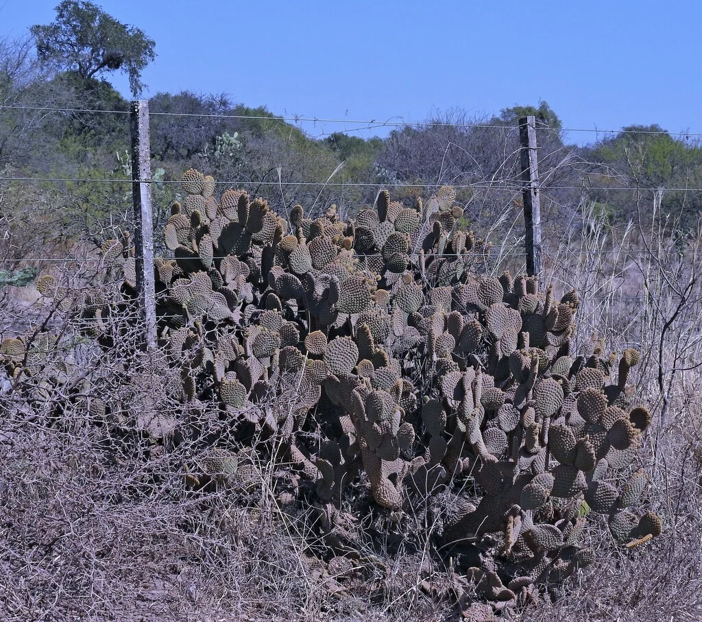 Opuntia Microdasys
