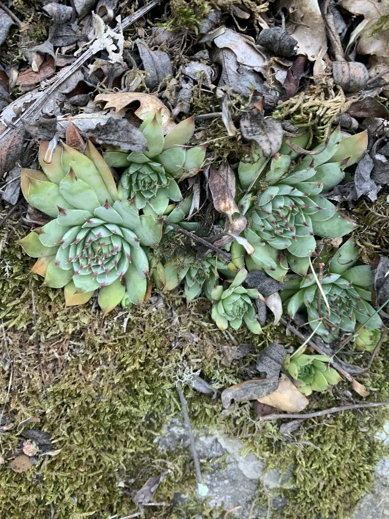 Sempervivum Tectorum