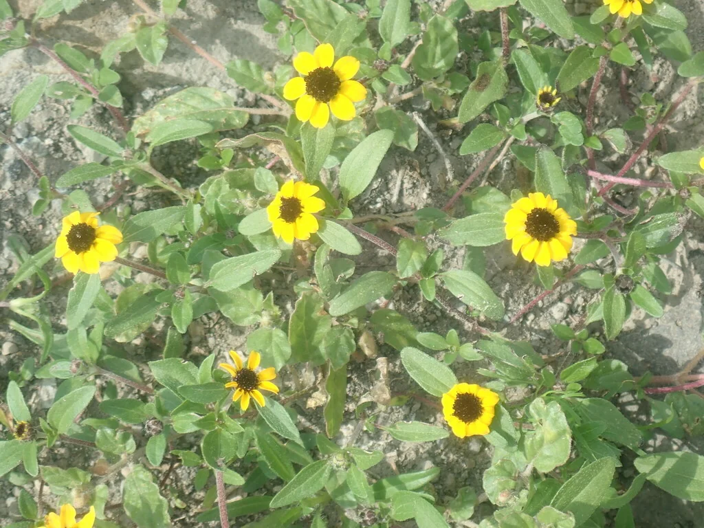 Sanvitalia procumbens