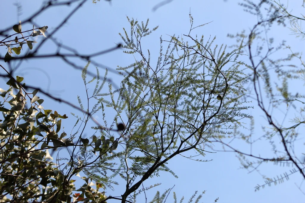 Prosopis Alba