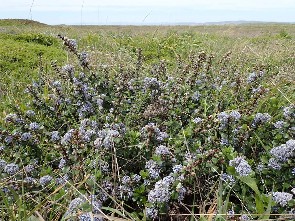 Ceanothus Gloriosus