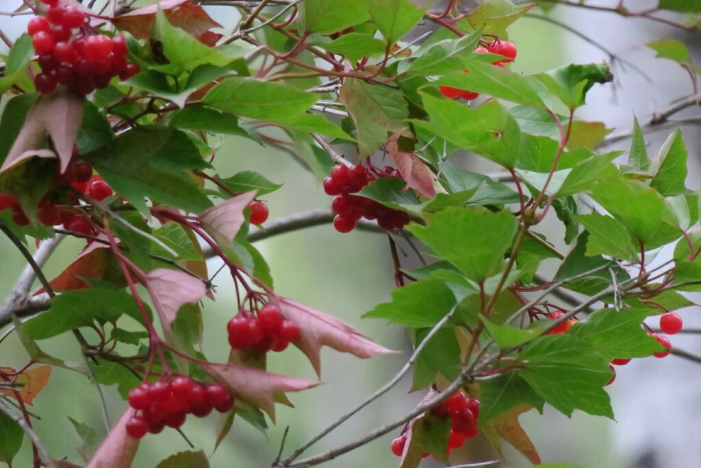 Viburnum Opulus Var. Americanum