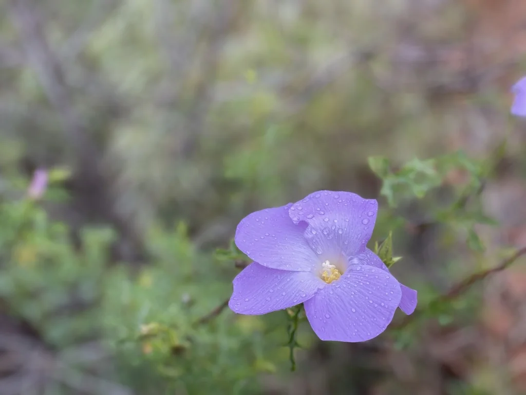 Alyogyne Huegelii