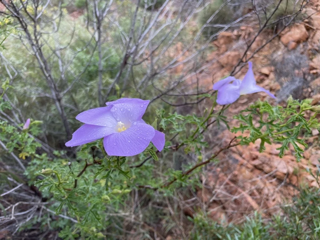Alyogyne Huegelii