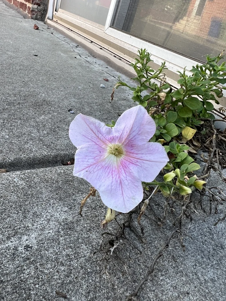 Petunia X Hybrida