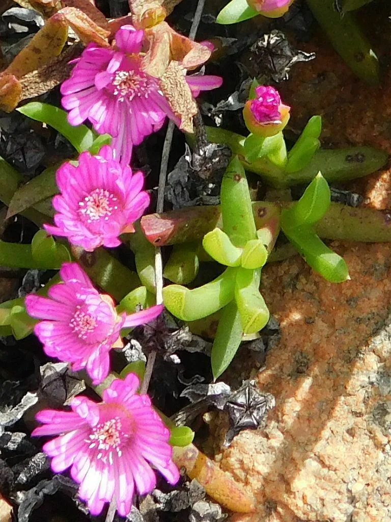 Ruschia Lineolata