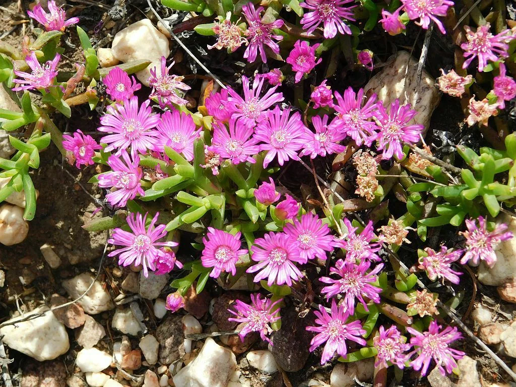 Ruschia Lineolata