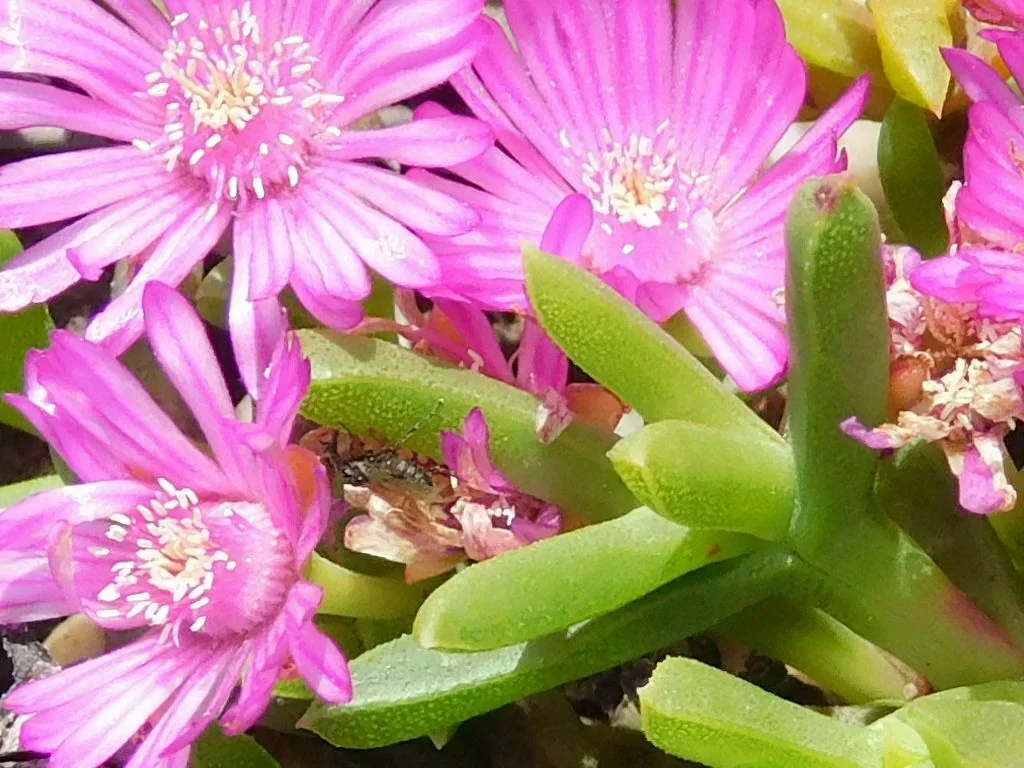 Ruschia Lineolata