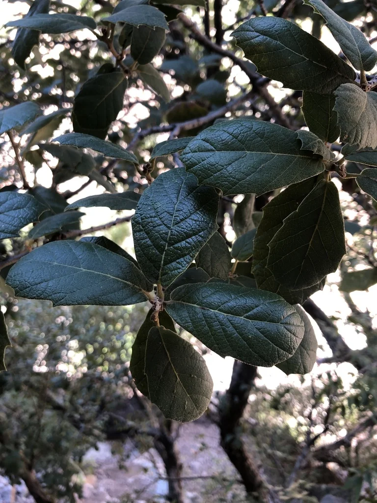 Quercus Rugosa