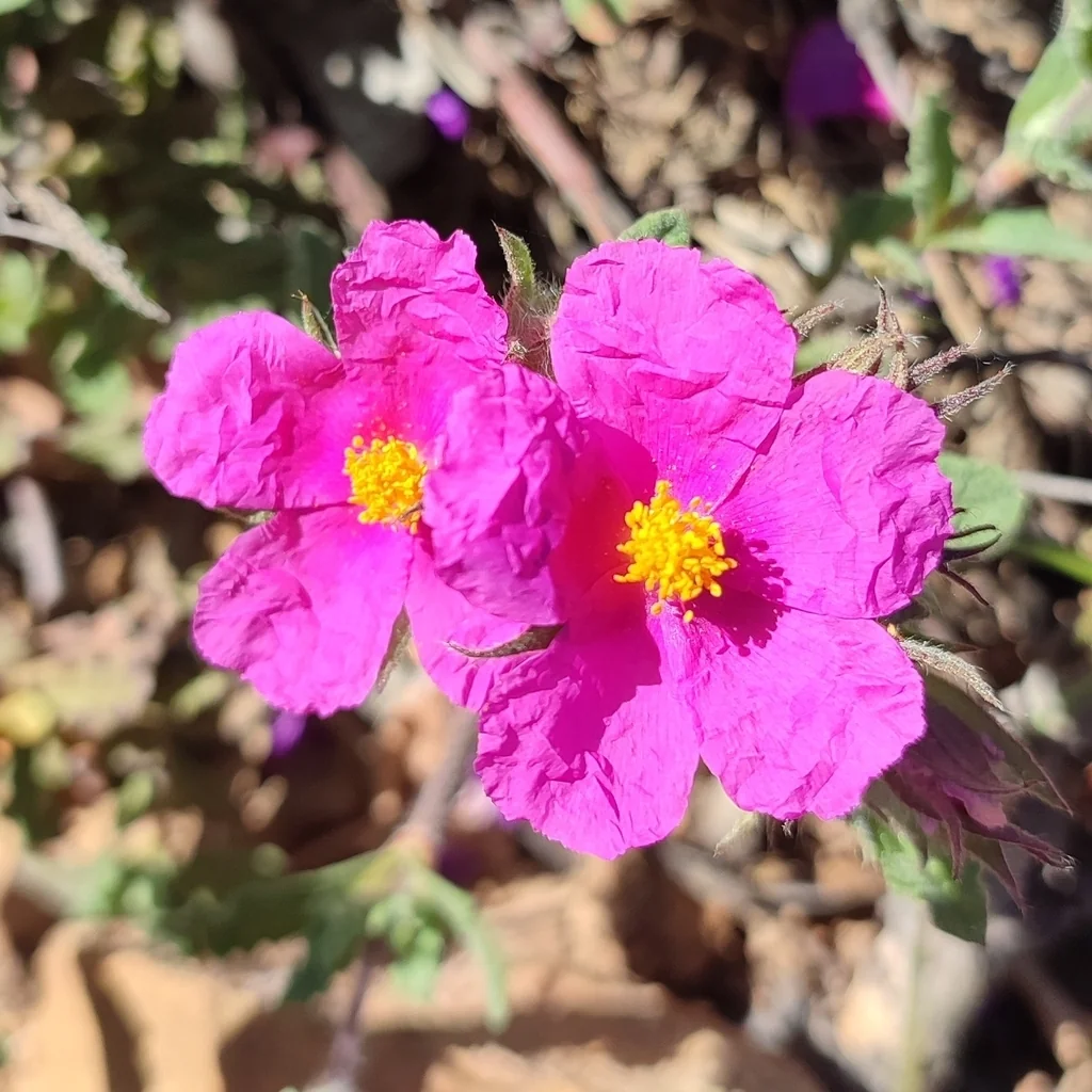 Cistus Crispus
