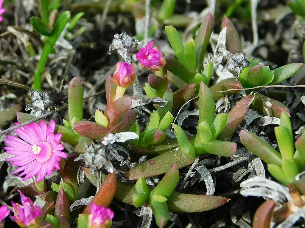 Ruschia Lineolata
