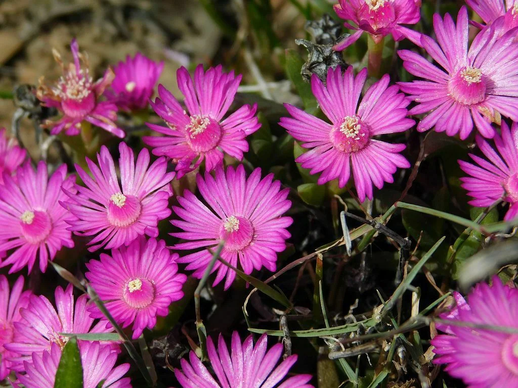 Ruschia Lineolata