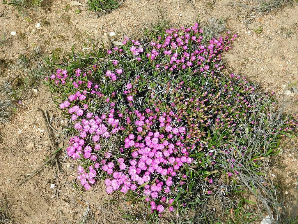 Ruschia Lineolata