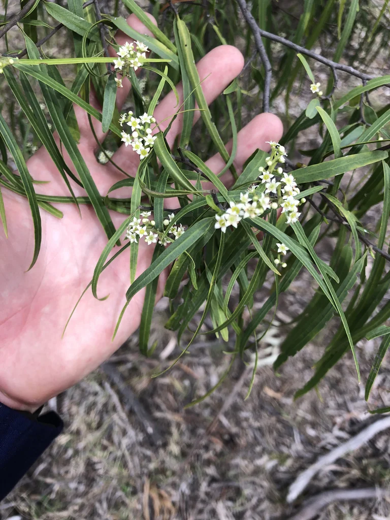 Geijera parviflora