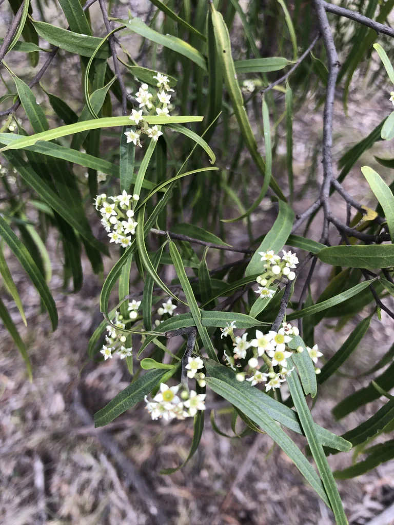 Geijera parviflora
