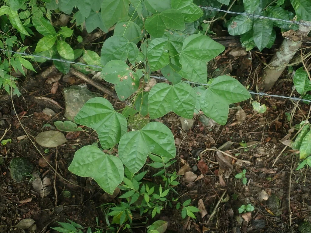 Bauhinia Mexicana