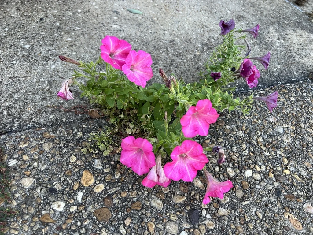 Petunia X Hybrida