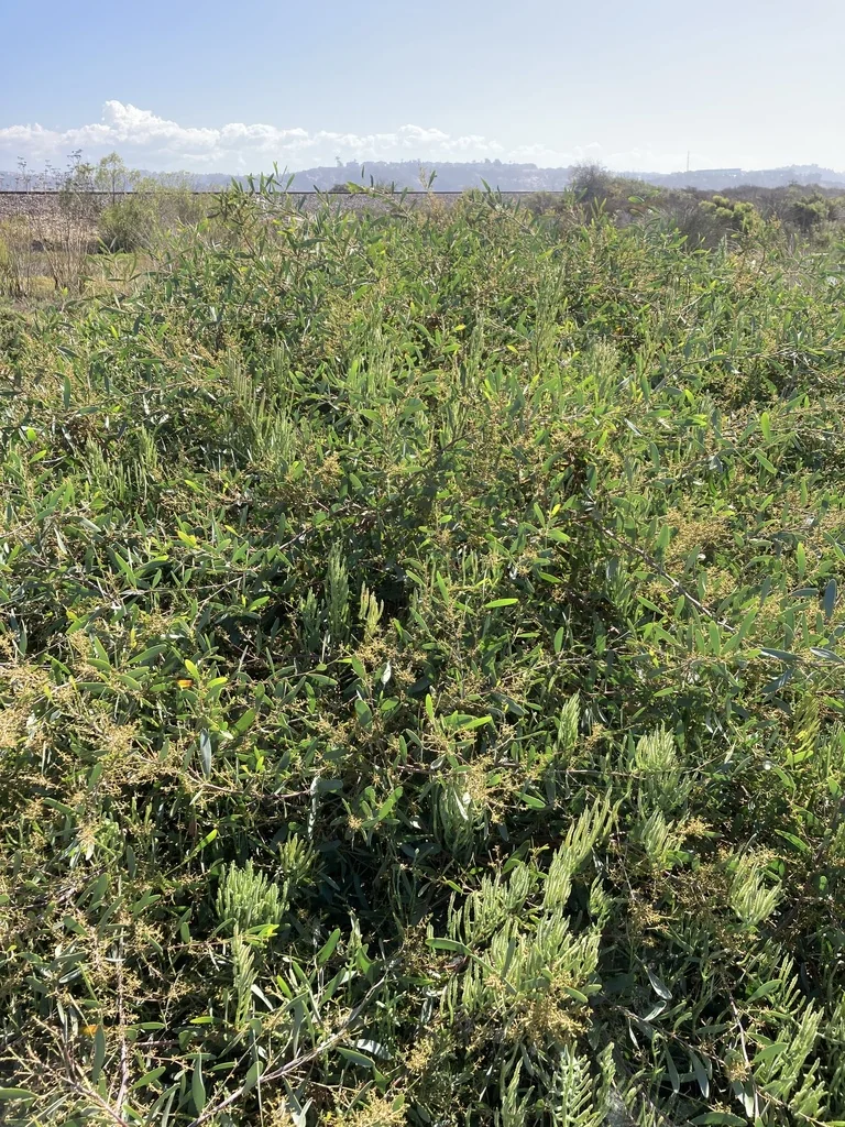Acacia Redolens
