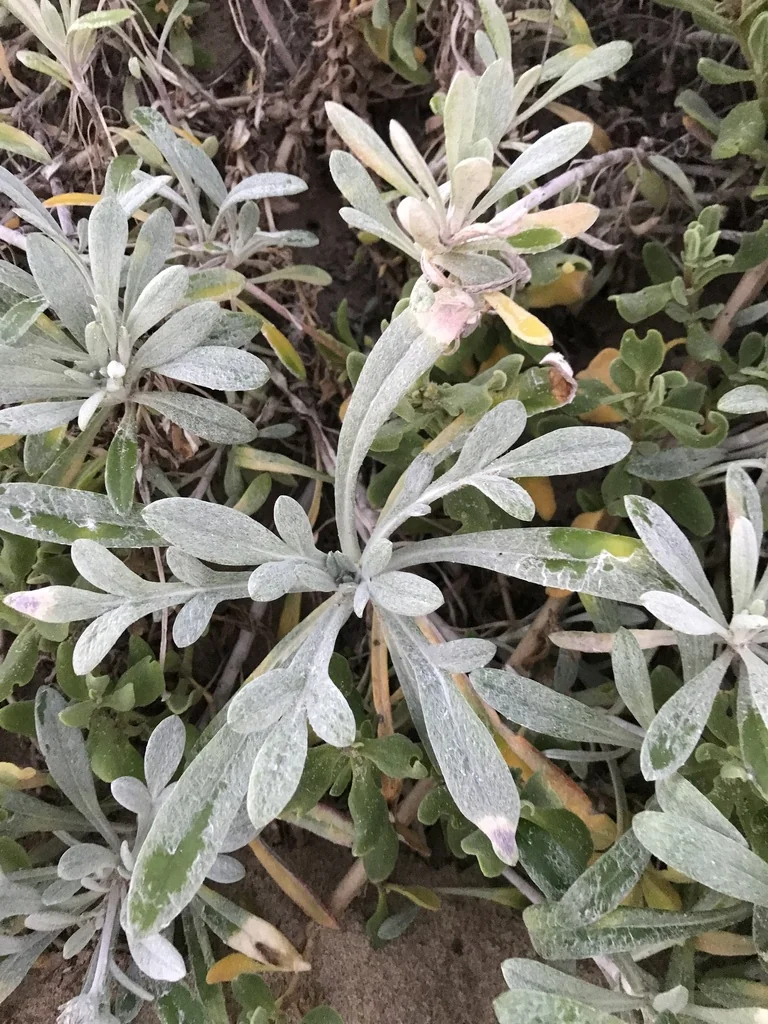 Gazania Rigens Leucolaena