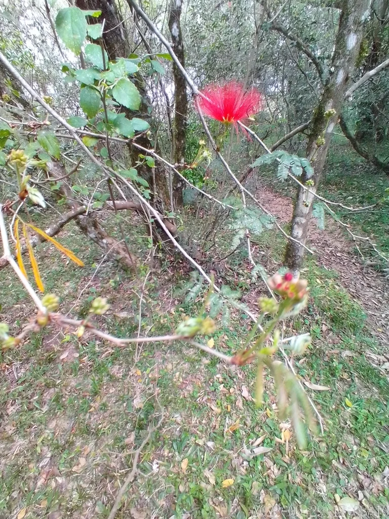 Calliandra Tweedii