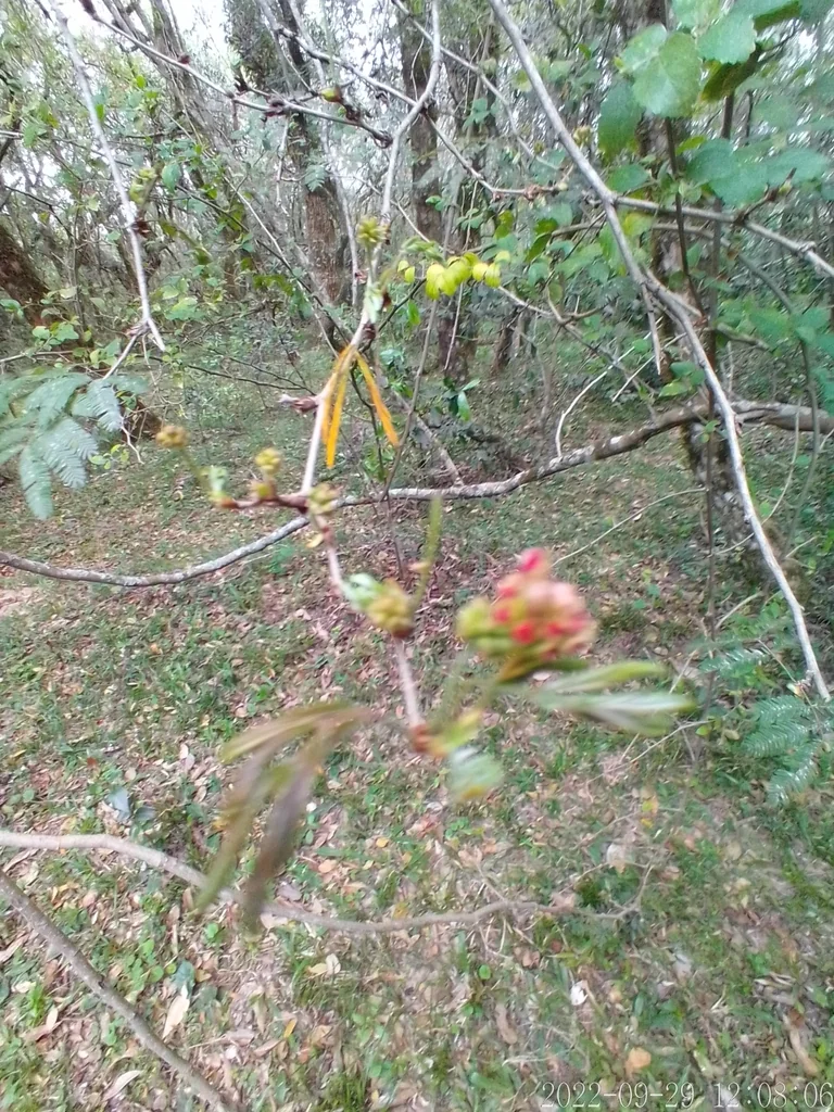 Calliandra Tweedii