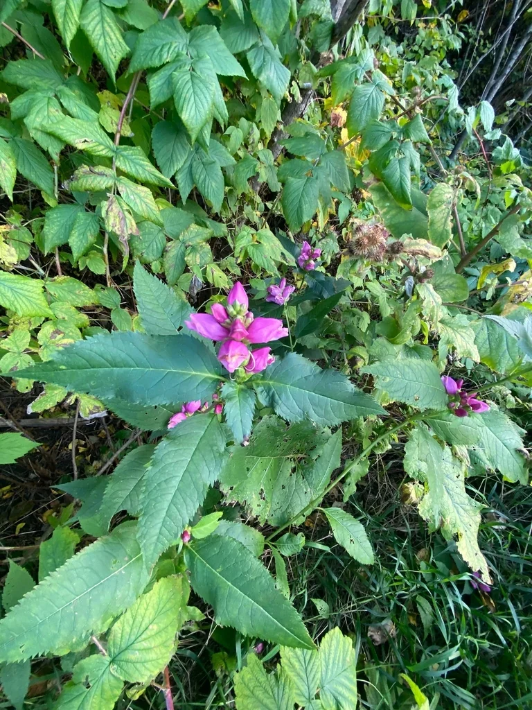 Chelone Lyonii