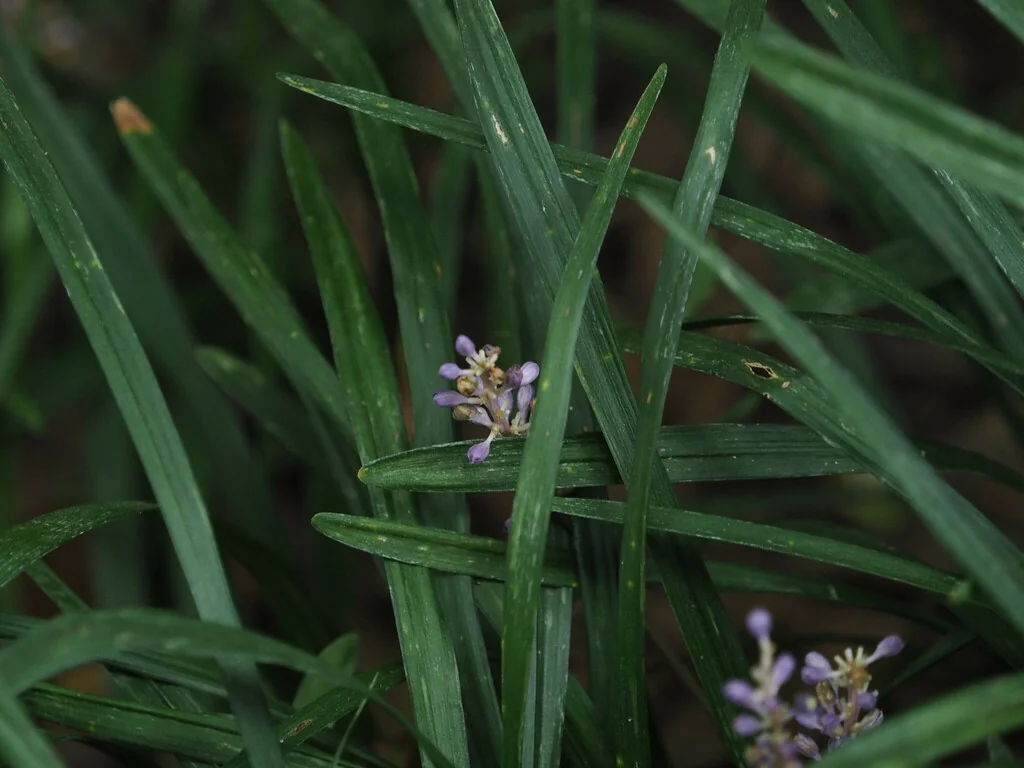 Liriope Spicata