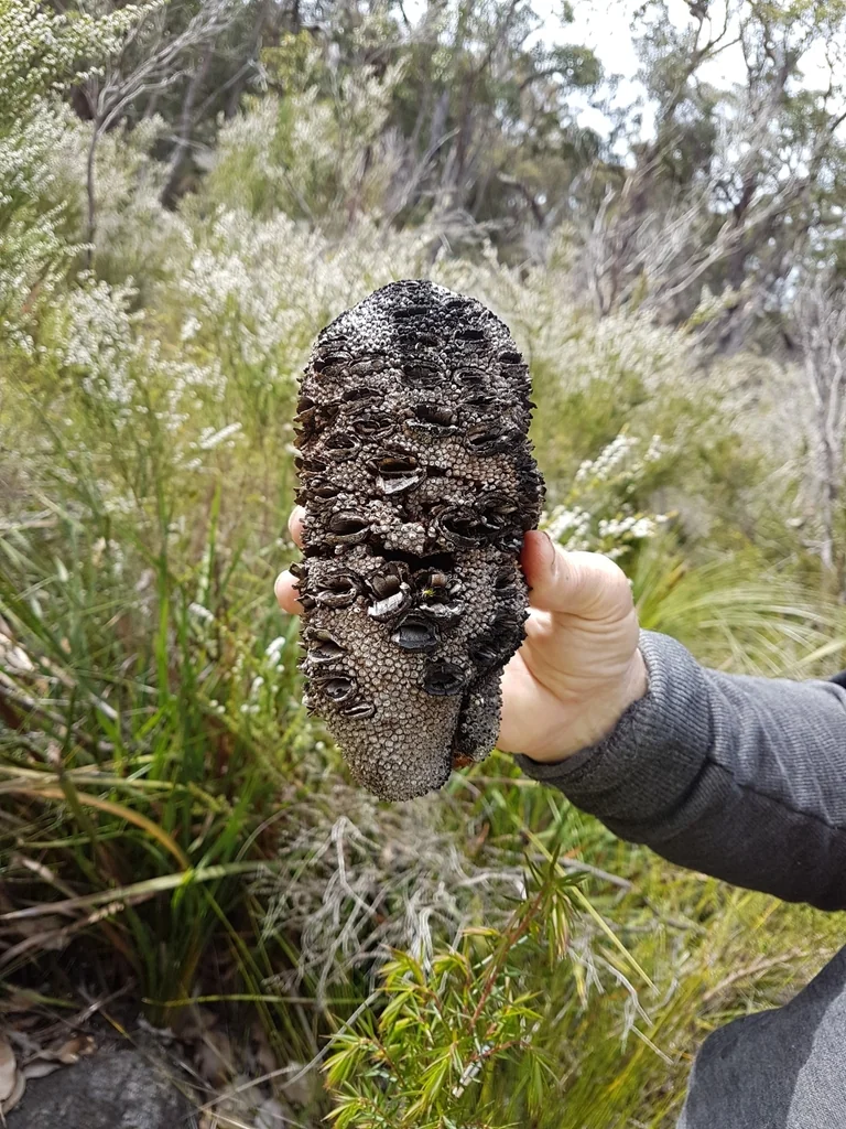Banksia Grandis